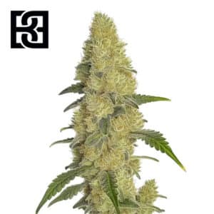 GG4 Fast Version Feminized By Blimburn Seeds Bank
