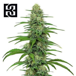GG4 Feminized By Blimburn Seeds Bank