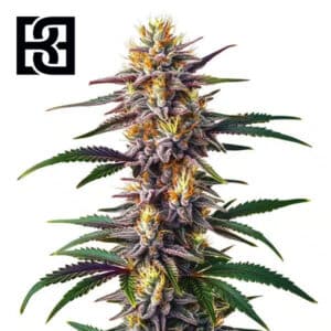 Gelato Fast Version Feminized By Blimburn Seeds Bank