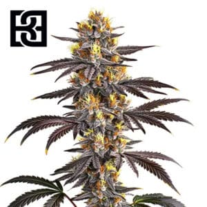 Gelato Feminized By Blimburn Seeds Bank