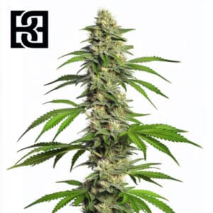 Girl Scout Cookies Autoflower By Blimburn Seeds Bank