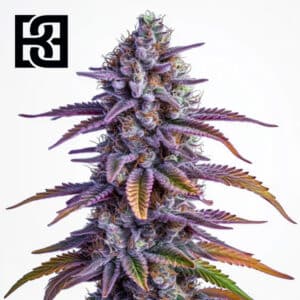 Glookies Autoflower By Blimburn Seeds Bank