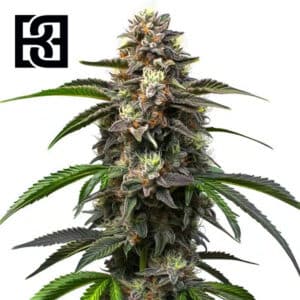 Godfather OG Autoflower By Blimburn Seeds Bank