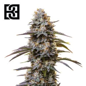 Granddaddy Purple Autoflower By Blimburn Seeds Bank