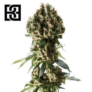 Granddaddy Purple Feminized By Blimburn Seeds Bank
