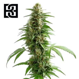 Green Crack Autoflower By Blimburn Seeds Bank