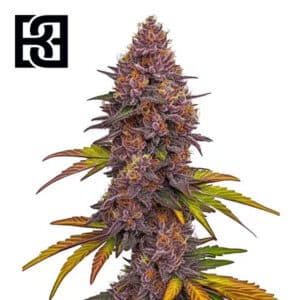 Grizzly Purple Autoflower By Blimburn Seeds Bank