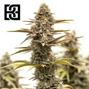 Grizzly Purple Kush Feminized By Blimburn Seeds Bank