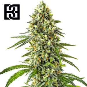 Guanabana Feminized By Blimburn Seeds Bank