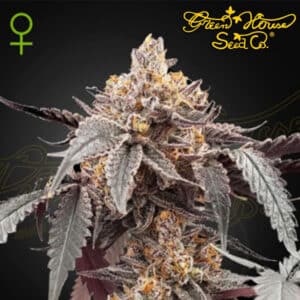 Guava x Gelato 41 Autoflower By Green House Seed Company