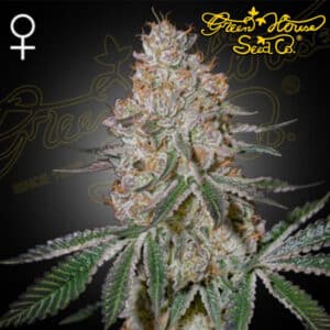 HighCloudZ Autoflower By Green House Seed Company