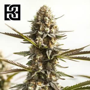 Kabrales Autoflower By Blimburn Seeds Bank