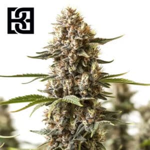 Kabrales Feminized By Blimburn Seeds Bank