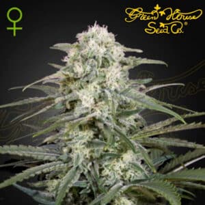 Kalashnikova Autoflower By Green House Seed Company