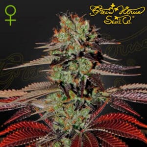 King’s Kush Autoflower By Green House Seed Company