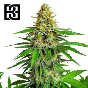 Kyle’s Cherry AK 47 Feminized By Blimburn Seeds Bank