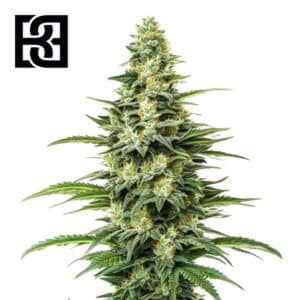 Kyle’s Skywalker OG Feminized By Blimburn Seeds Bank