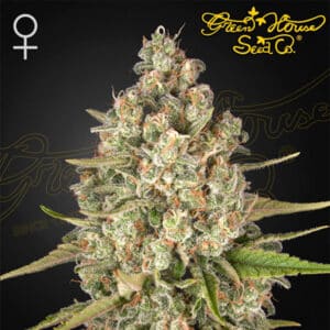 Lost Pearl Feminized By Green House Seed Company
