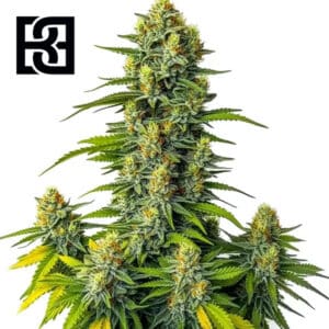 Mamba Negra Autoflower By Blimburn Seeds Bank
