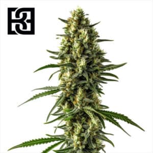 Mamba Negra CBD Autoflower By Blimburn Seeds Bank