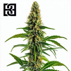 Mamba Negra CBD Feminized By Blimburn Seeds Bank