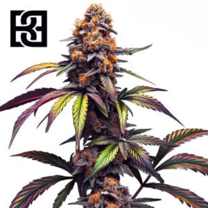 Mamba Negra CBG Feminized By Blimburn Seeds Bank