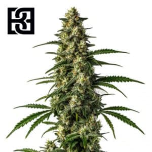 Mamba Negra FBV Feminized By Blimburn Seeds Bank