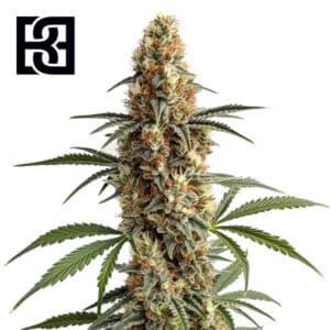 Mamba Negra Feminized By Blimburn Seeds Bank