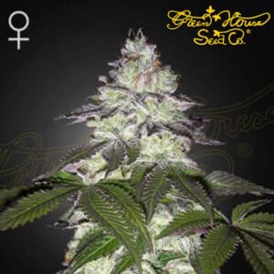 Milky Dreams Feminized By Green House Seed Company