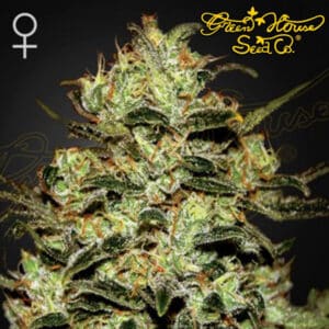 Moby Dick Feminized By Green House Seed Company