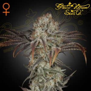 Money Maker Feminized By Green House Seed Company