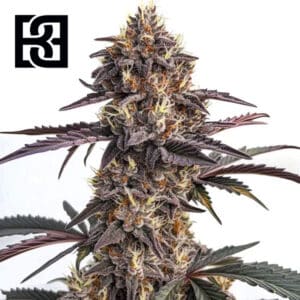 Moonshine Cookies Autoflower By Blimburn Seeds Bank