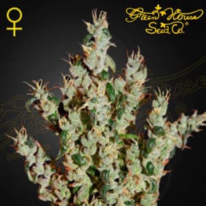 NL5 Haze Mist Feminized By Green House Seed Company