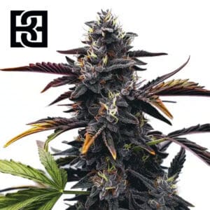 Narkosis Feminized By Blimburn Seeds Bank