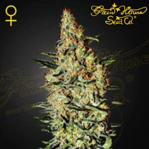 Neville´s Haze Feminized By Green House Seed Company
