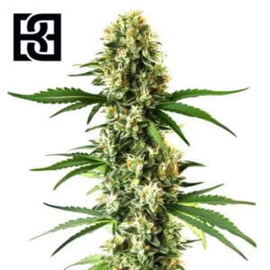 Nikki Swami’s Lemon OG Feminized By Blimburn Seeds Bank