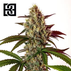 Nikki Swami’s Maracuya Feminized By Blimburn Seeds Bank