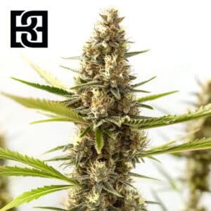 Nikki Swami’s Taängie Feminized By Blimburn Seeds Bank