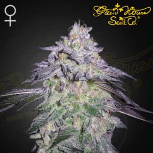 Nori Cake Feminized By Green House Seed Company