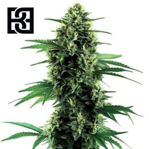 Northern Lights Autoflower By Blimburn Seeds Bank