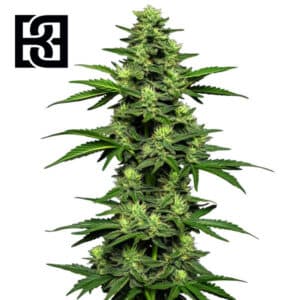 OG Kush Autoflower By Blimburn Seeds Bank