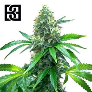 OG Kush Feminized By Blimburn Seeds Bank