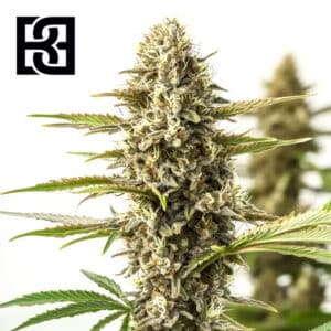 Orient Autoflower By Blimburn Seeds Bank