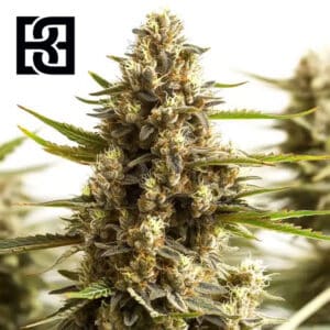 Original Clon Feminized By Blimburn Seeds Bank