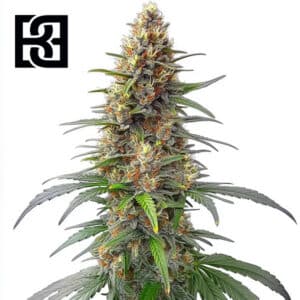 Permanent Marker Autoflower By Blimburn Seeds Bank