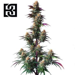 Pink Runtz Autoflower By Blimburn Seeds Bank