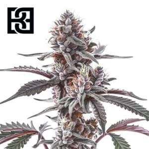Plushberry Autoflower By Blimburn Seeds Bank