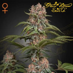 Pure Kush Feminized By Green House Seed Company