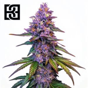 Purple Lemonade Autoflower By Blimburn Seeds Bank