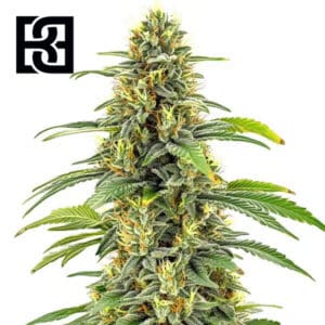 Santa Muerte FBV Feminized By Blimburn Seeds Bank